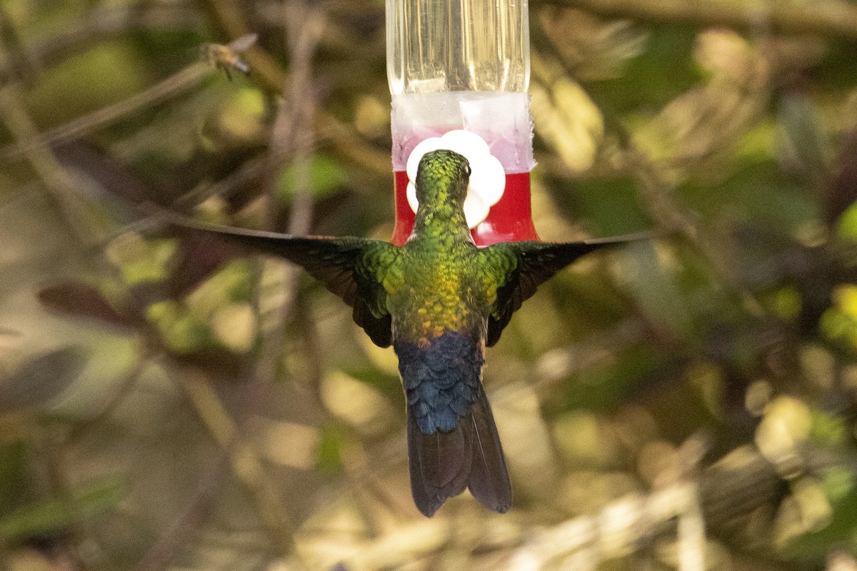 Blue-throated Starfrontlet - ML622100503