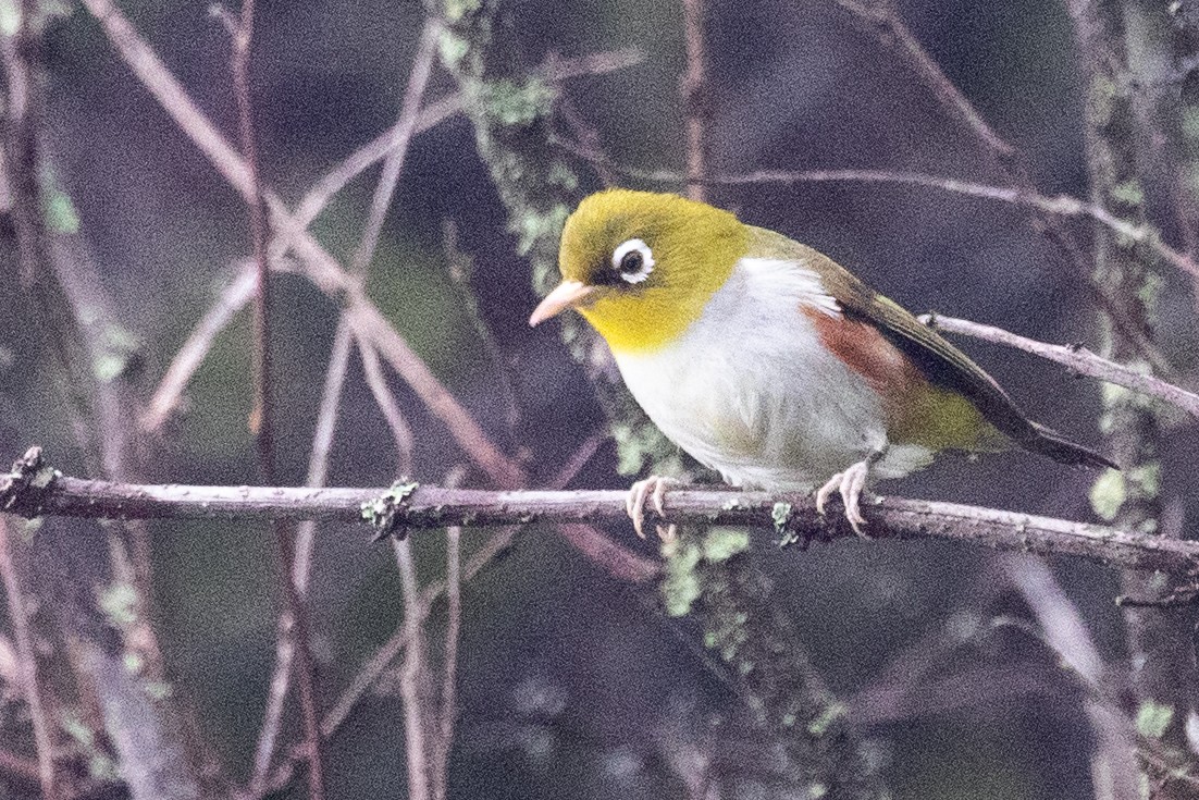 Chestnut-flanked White-eye - ML622100507