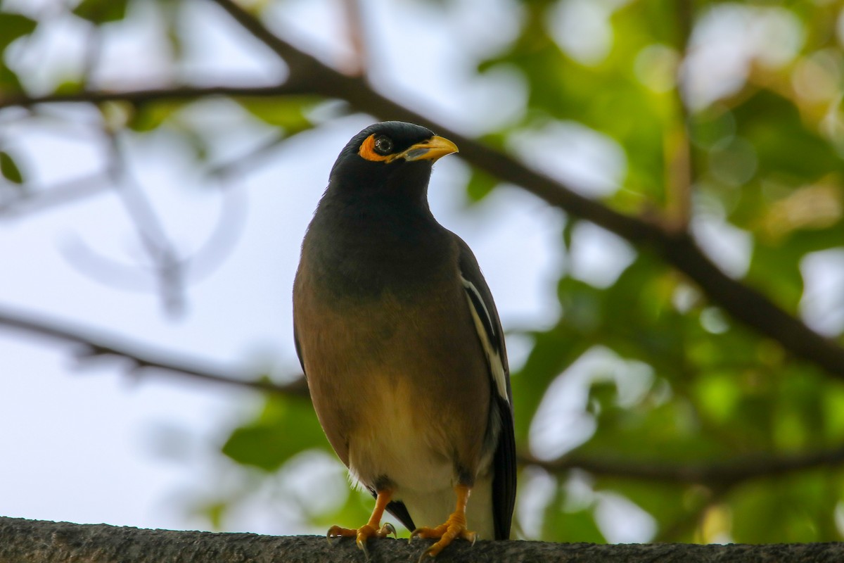 Common Myna - ML622100509