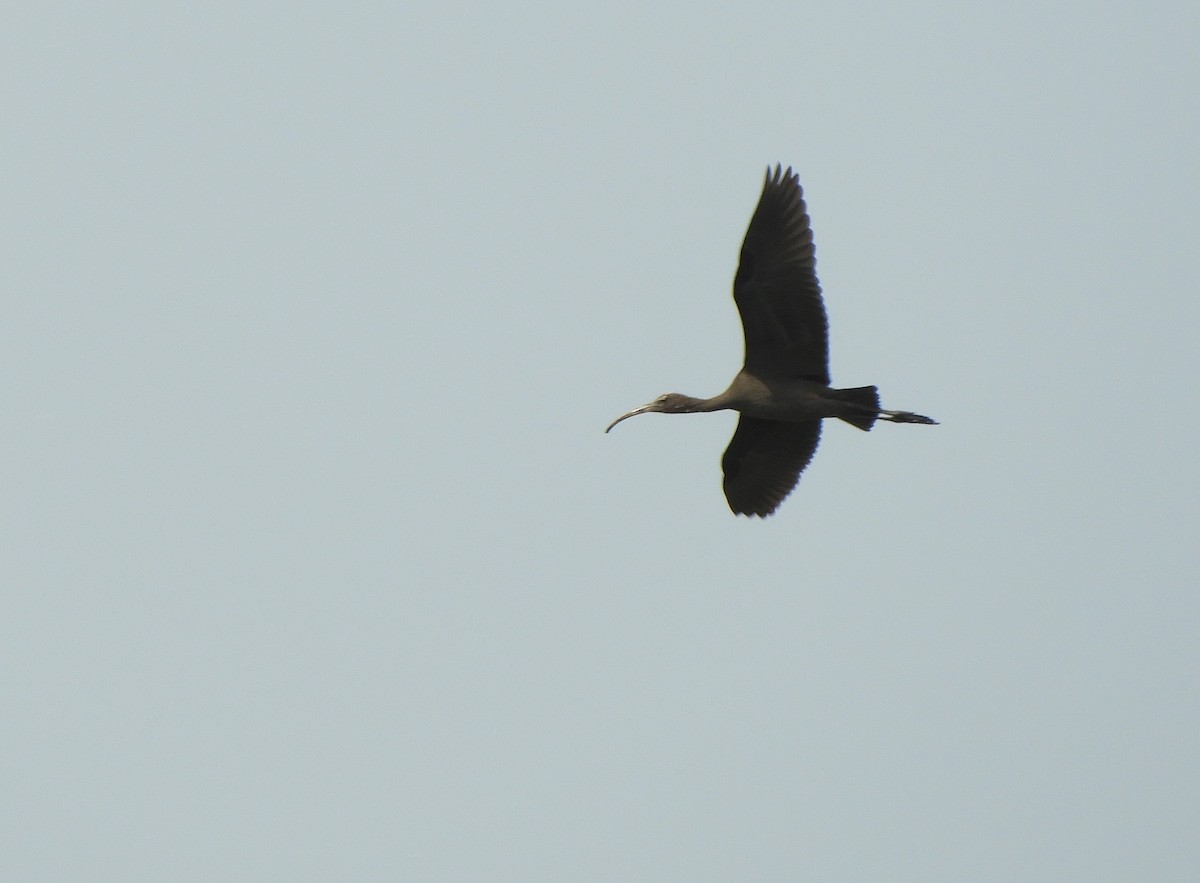 Glossy Ibis - ML622100510