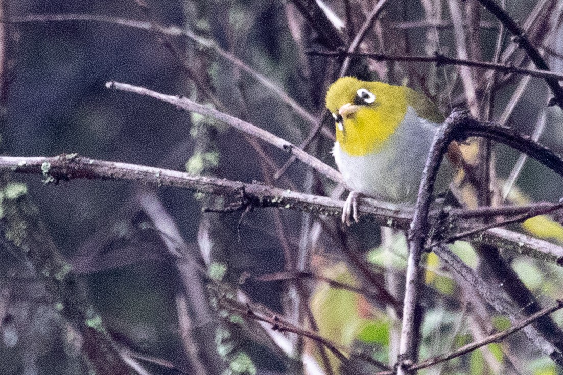 Chestnut-flanked White-eye - ML622100511