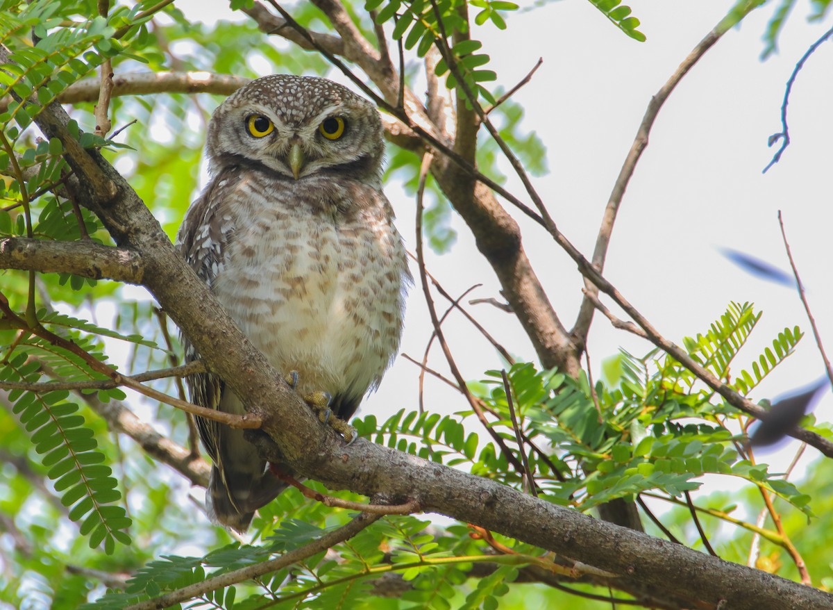 Spotted Owlet - ML622100519