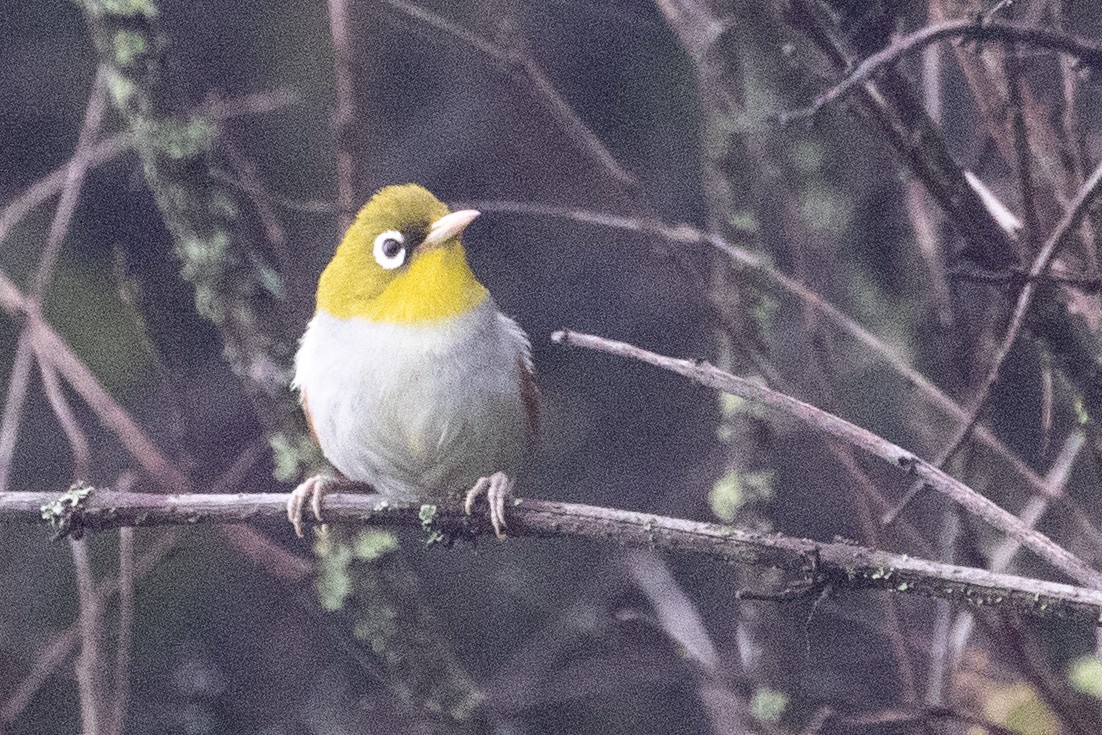 Chestnut-flanked White-eye - ML622100522