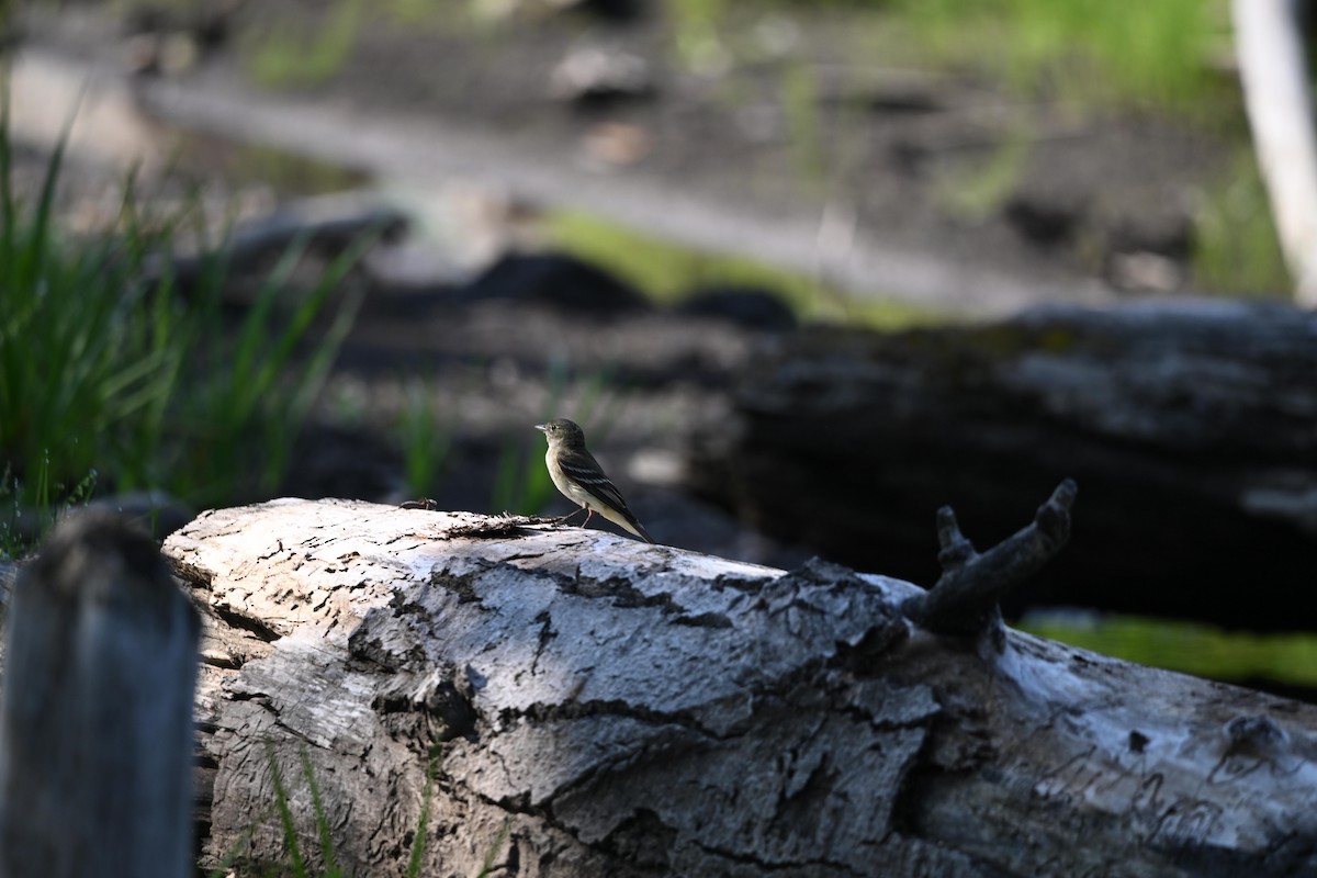 Alder Flycatcher - ML622100523