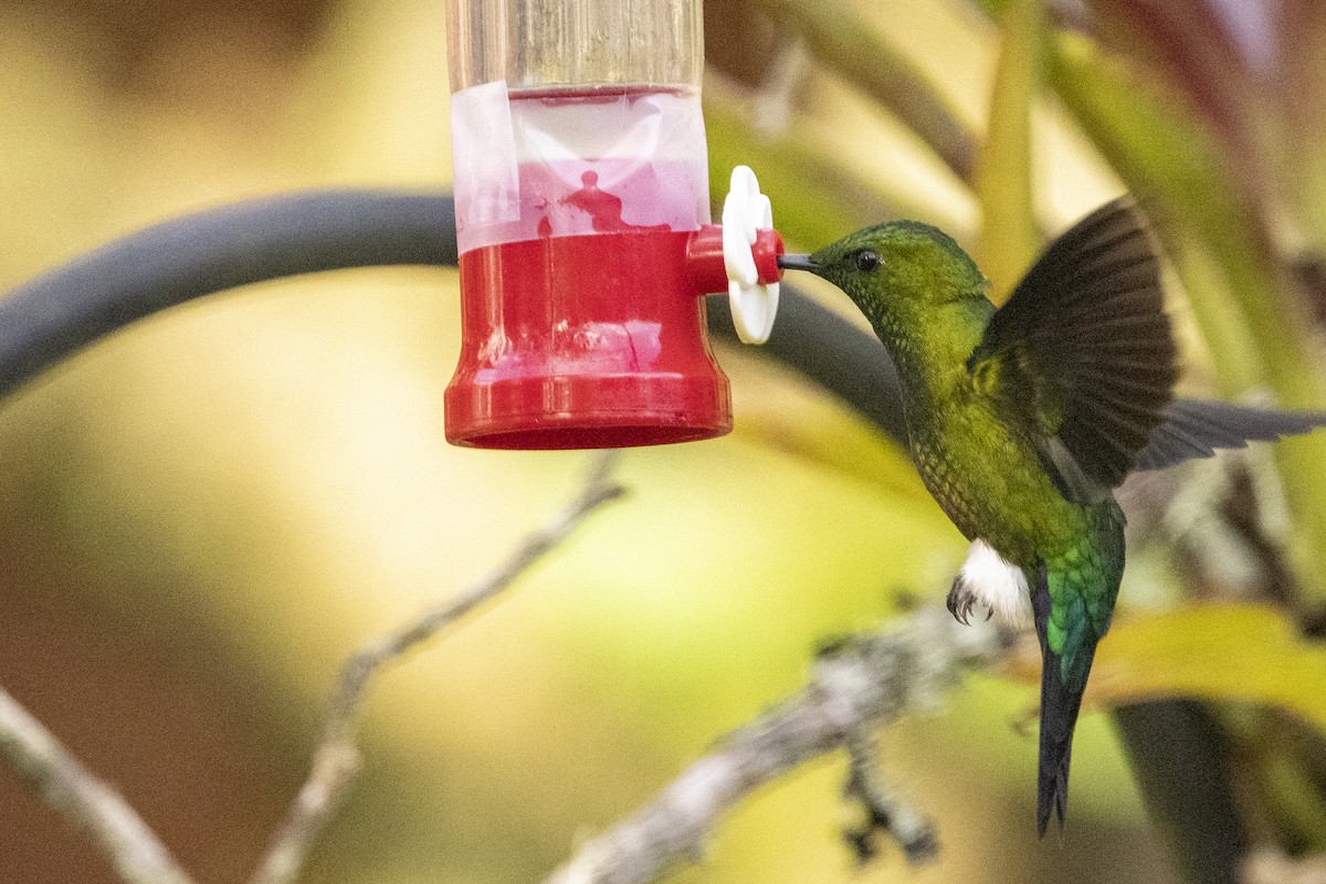 Coppery-bellied Puffleg - ML622100526