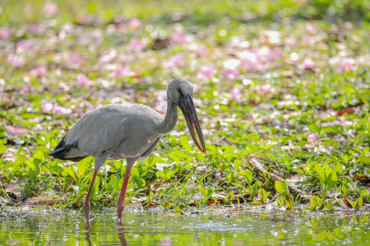 Asian Openbill - ML622100527