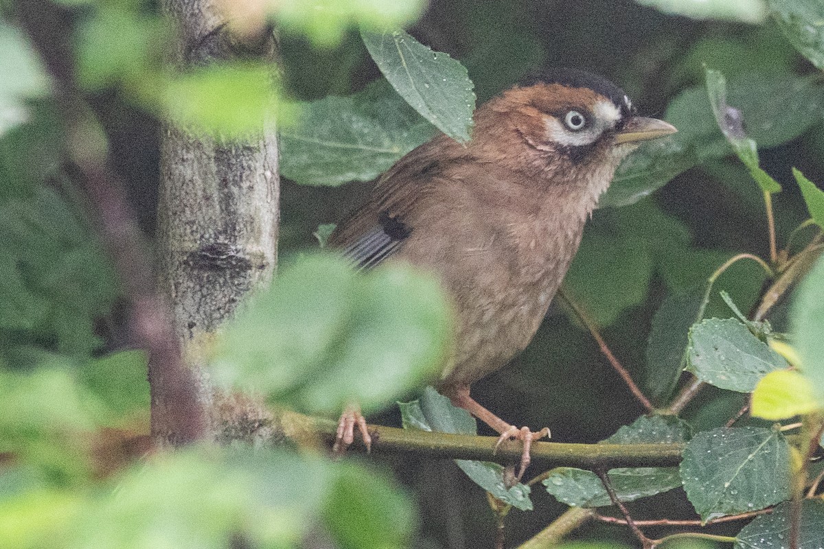 Moustached Laughingthrush (Eastern) - ML622100528