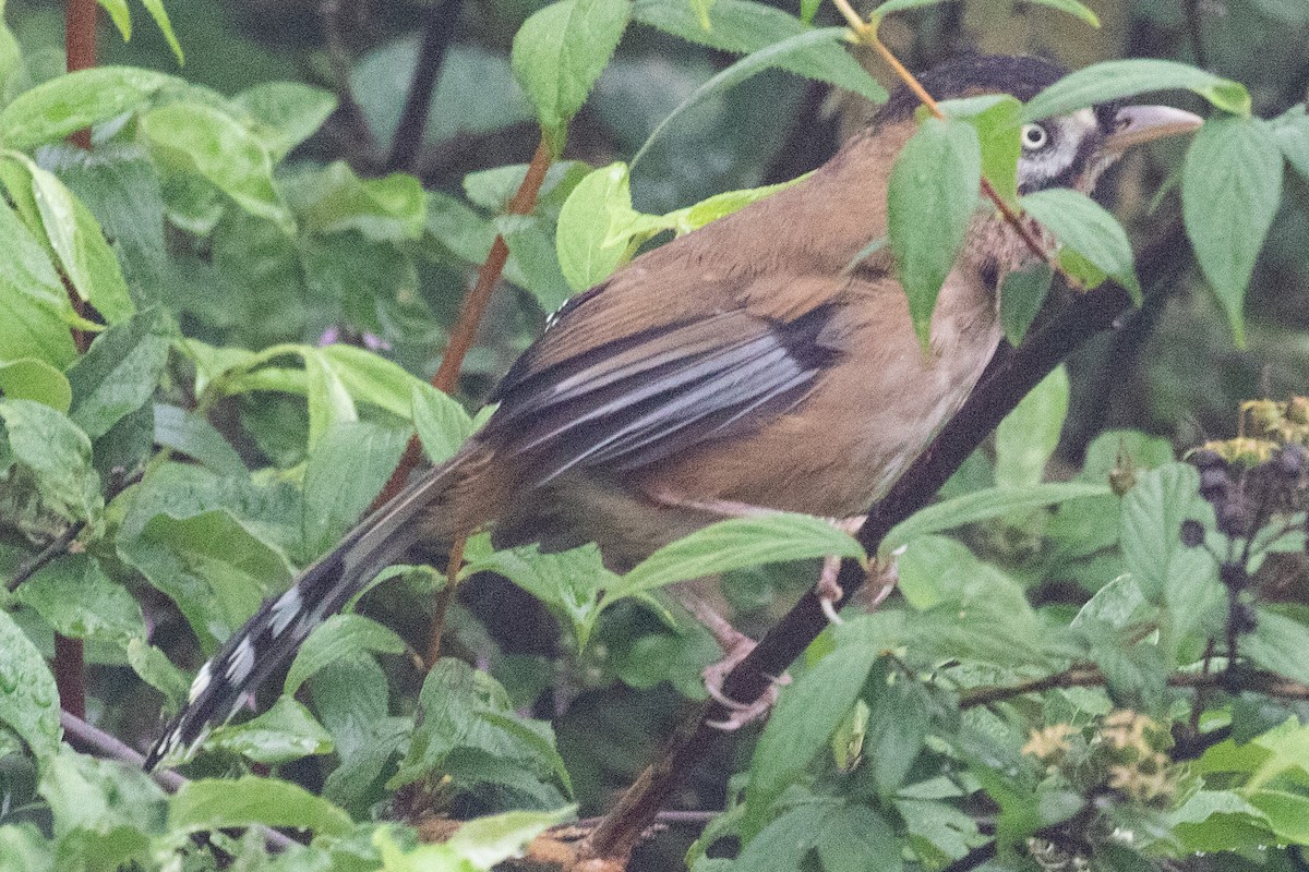 Moustached Laughingthrush (Eastern) - ML622100529