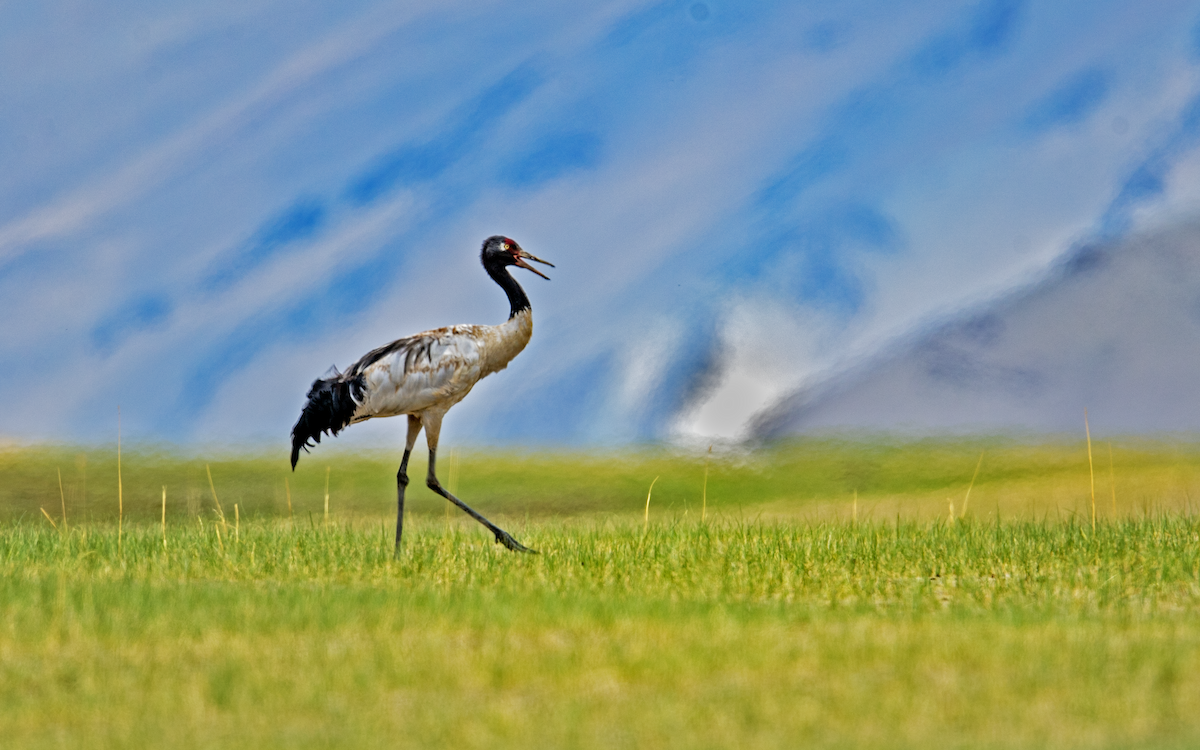 Black-necked Crane - Parmil Kumar