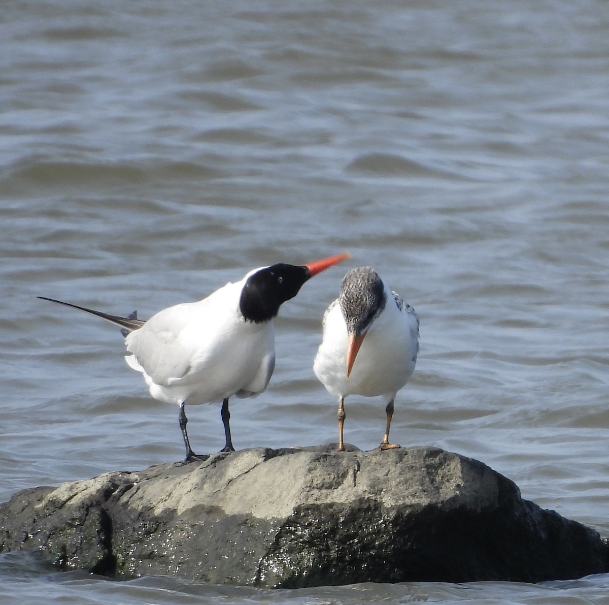 Caspian Tern - ML622100531