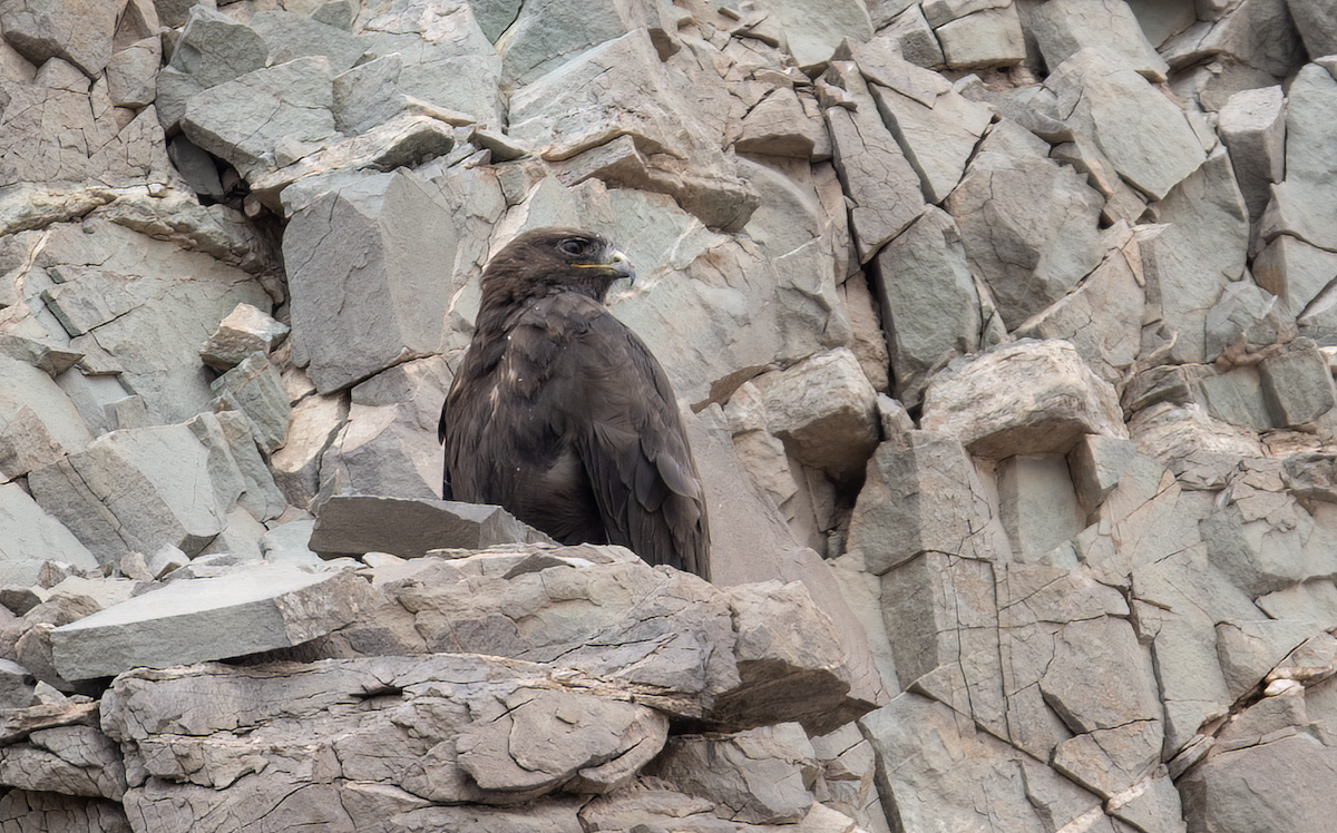 Upland Buzzard - ML622100561