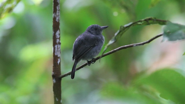 Mouse-colored Antshrike - ML622100568