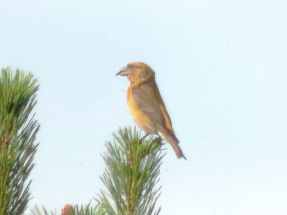 Red Crossbill - Robin Elliott