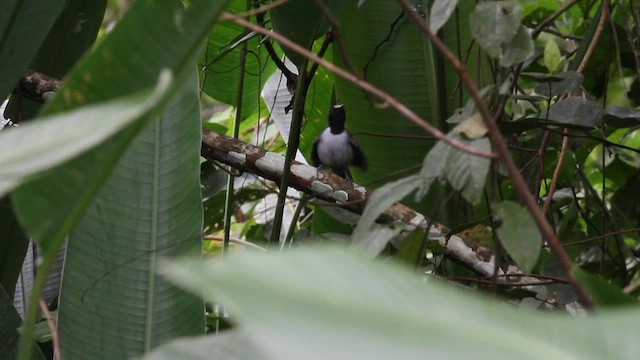 Ash-breasted Antbird - ML622100596