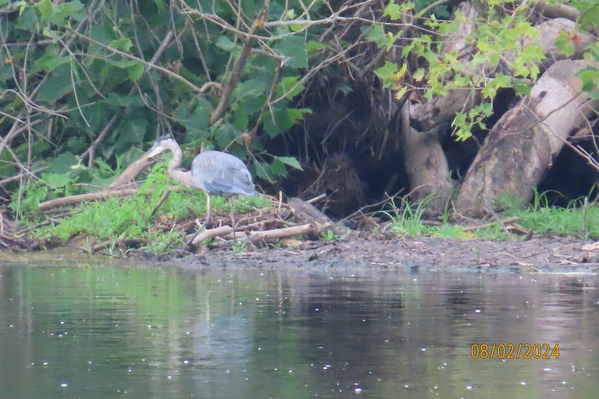 Great Blue Heron - ML622100609