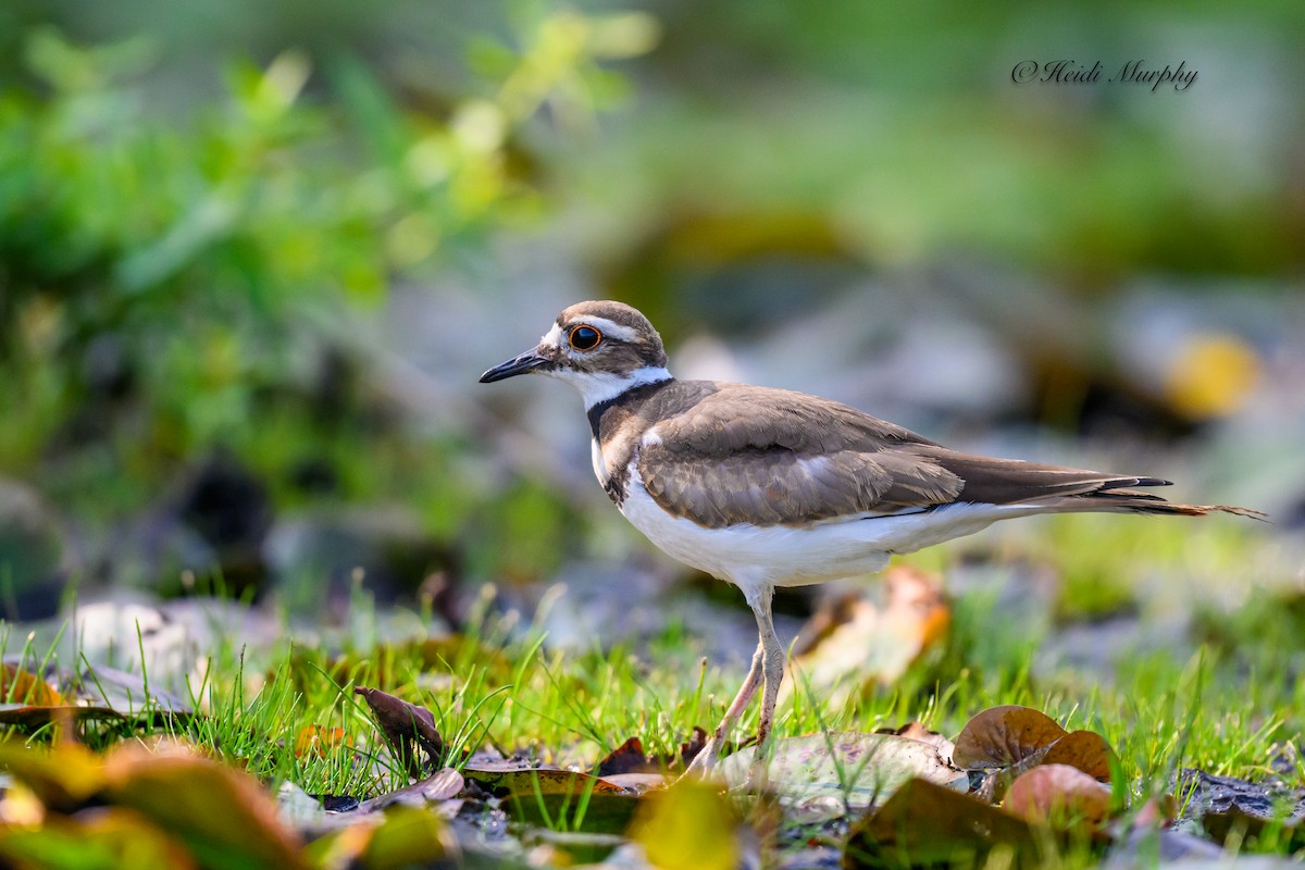 Killdeer - Heidi Murphy