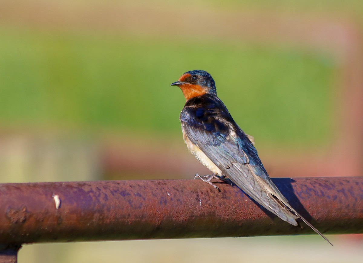 Barn Swallow - ML622100620