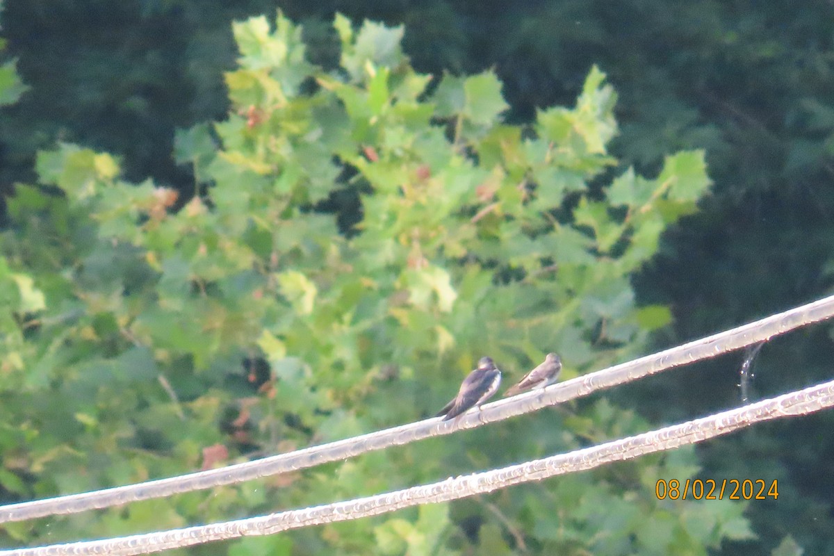 Purple Martin - ML622100621