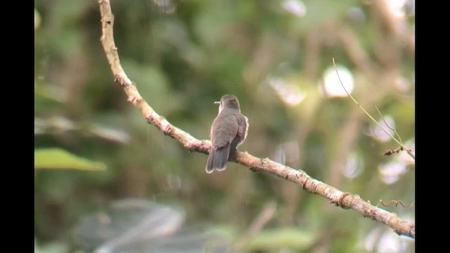 Olive-spotted Hummingbird - ML622100638