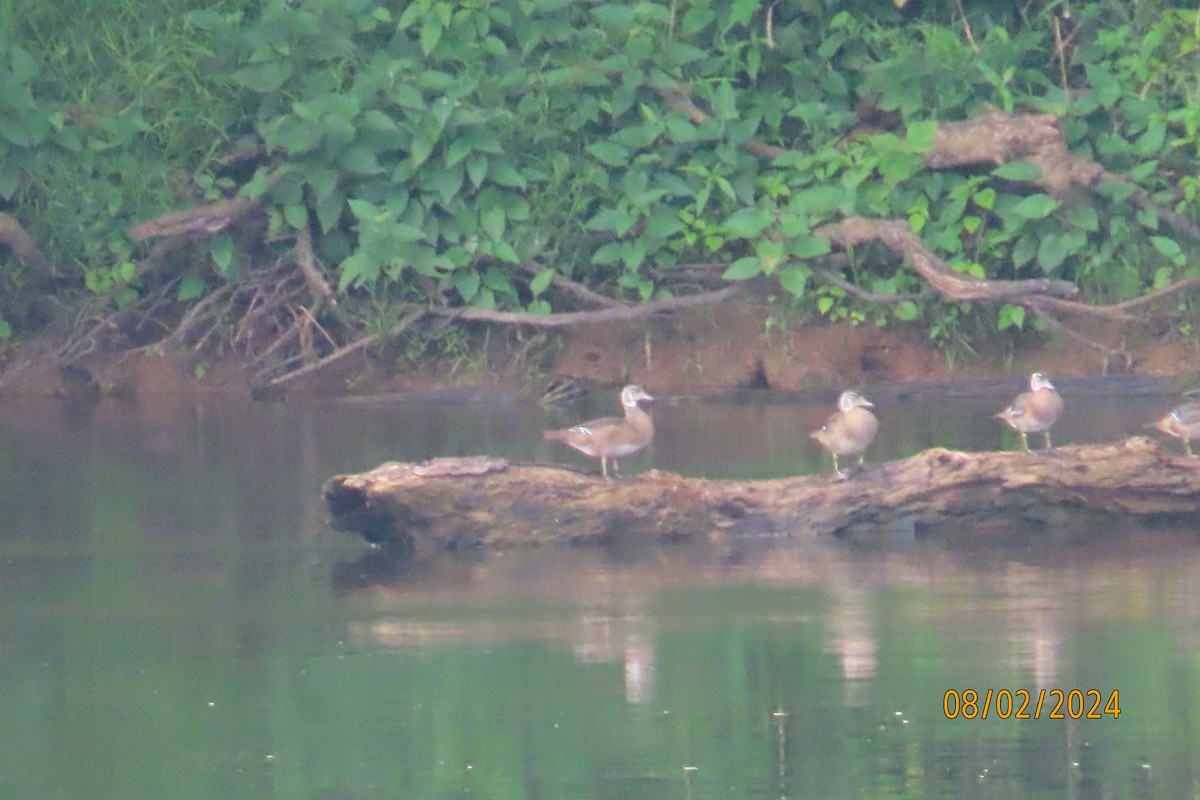 Wood Duck - ML622100677