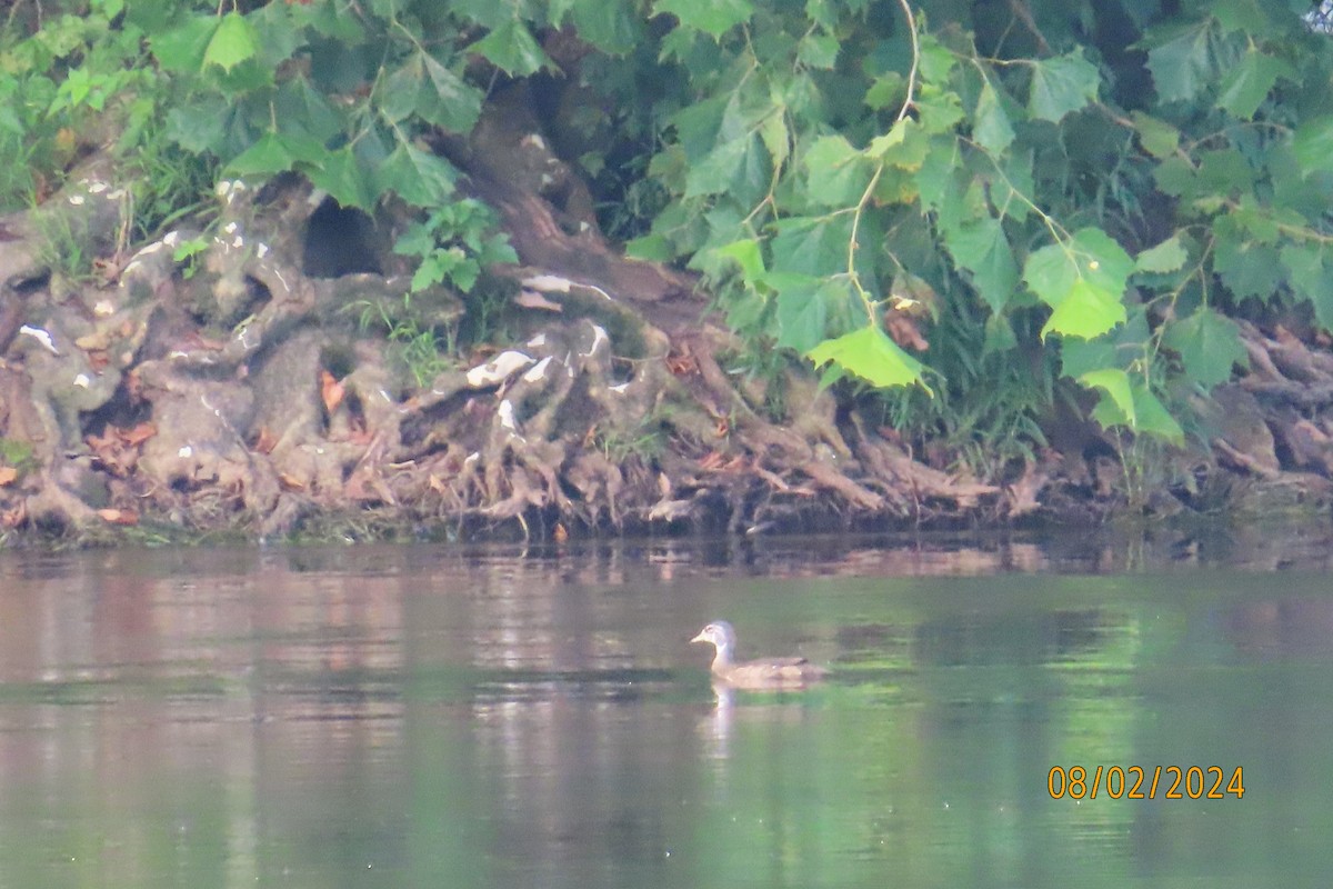 Wood Duck - ML622100678