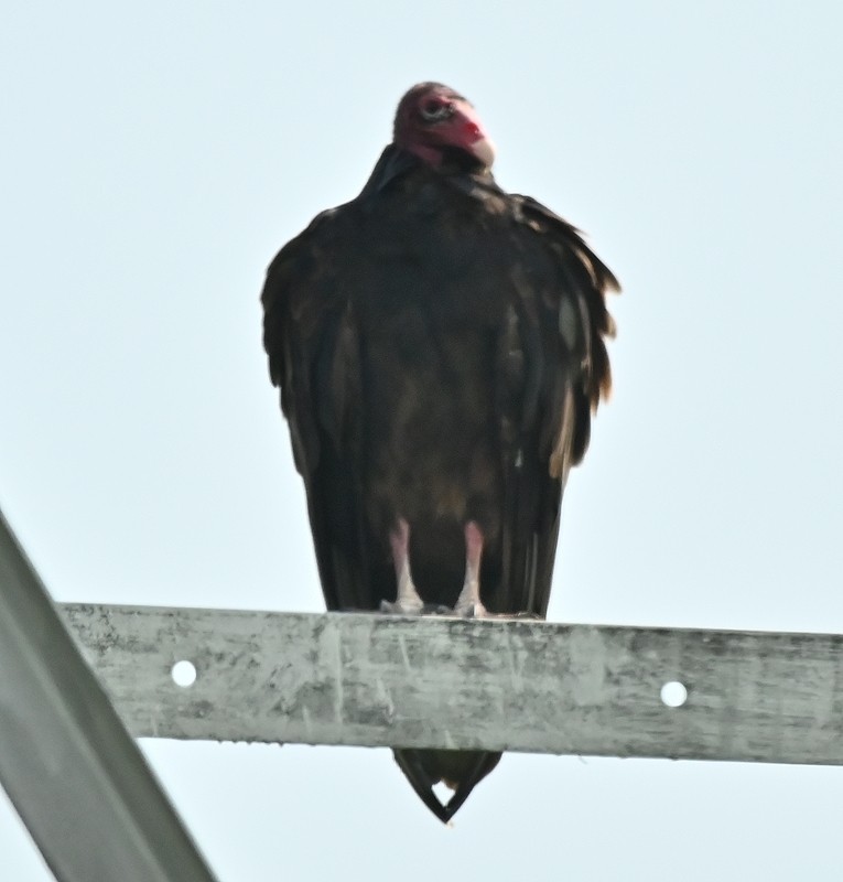 Turkey Vulture - ML622100843