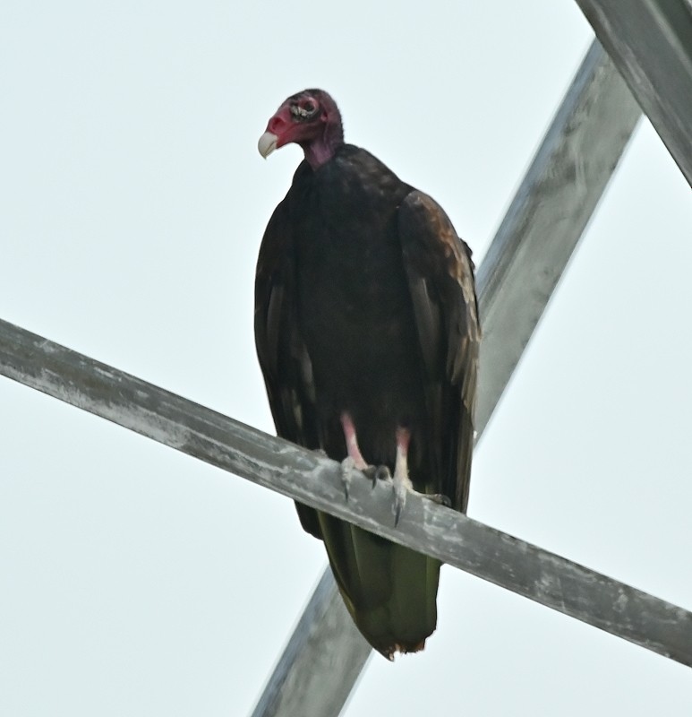 Turkey Vulture - ML622100849