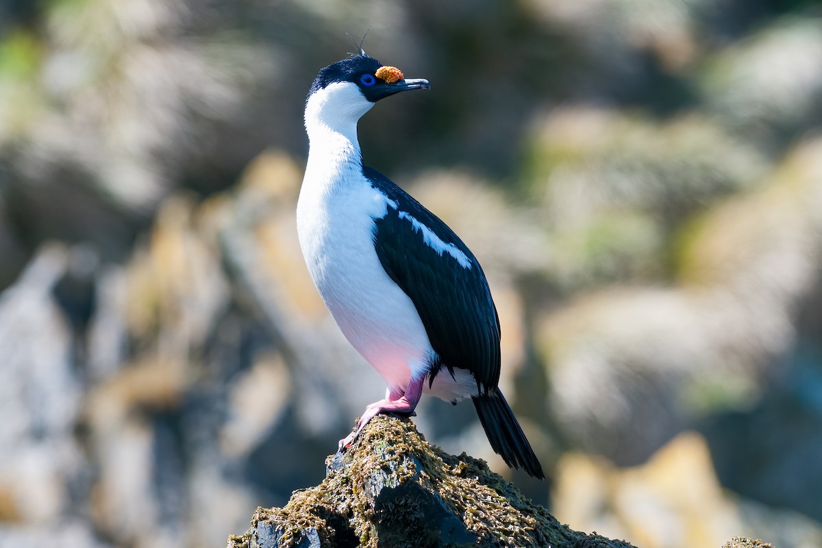 South Georgia Shag - ML622100864