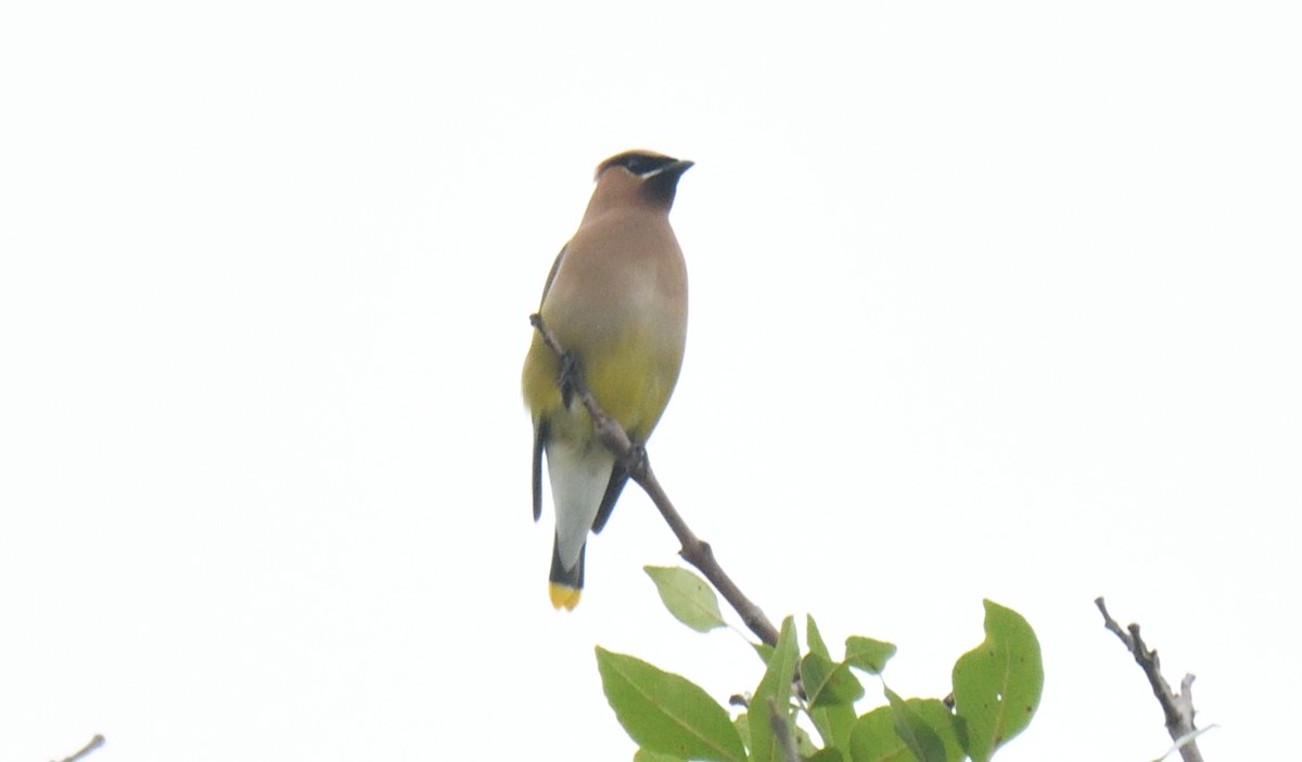 Cedar Waxwing - ML622100901