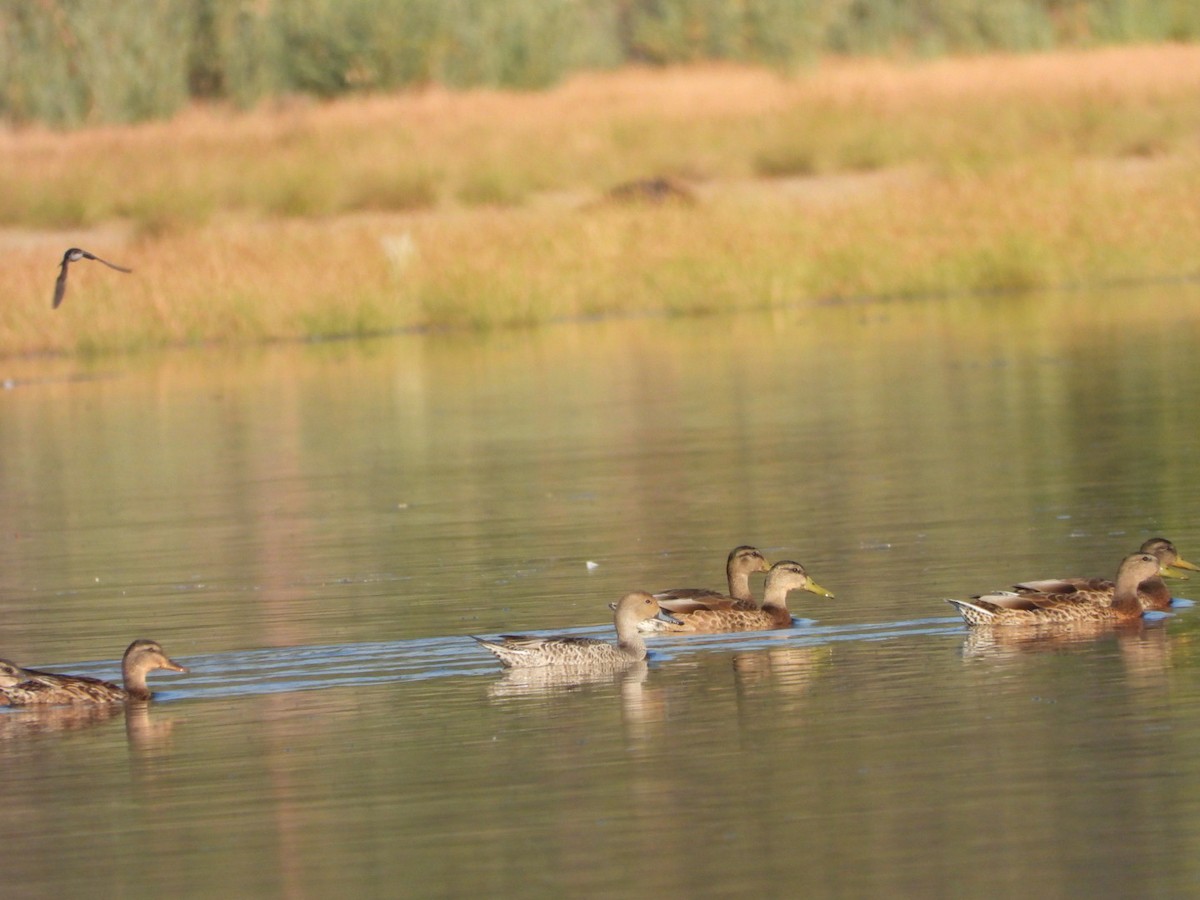 Northern Pintail - ML622100906