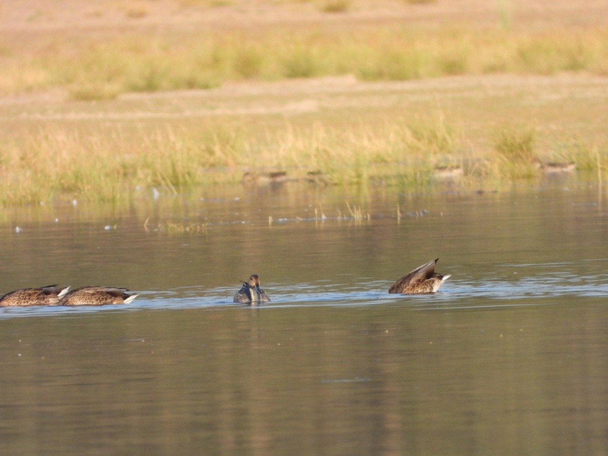 Northern Pintail - ML622100907