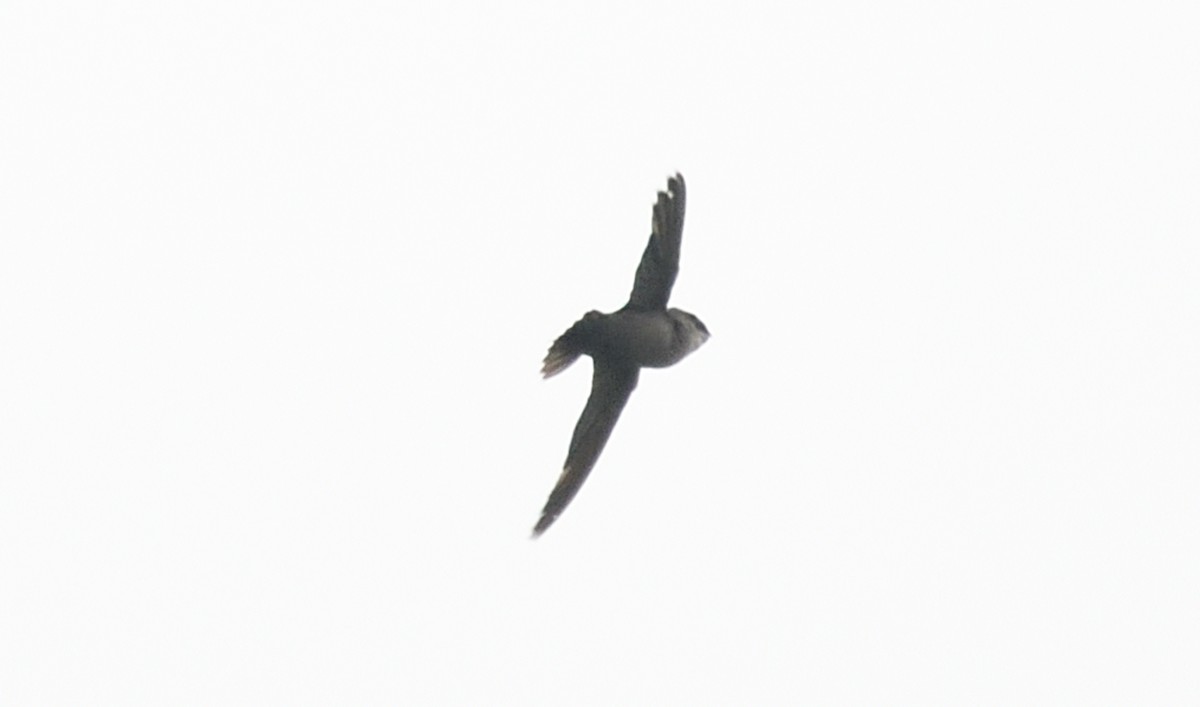 Chimney Swift - ML622100913