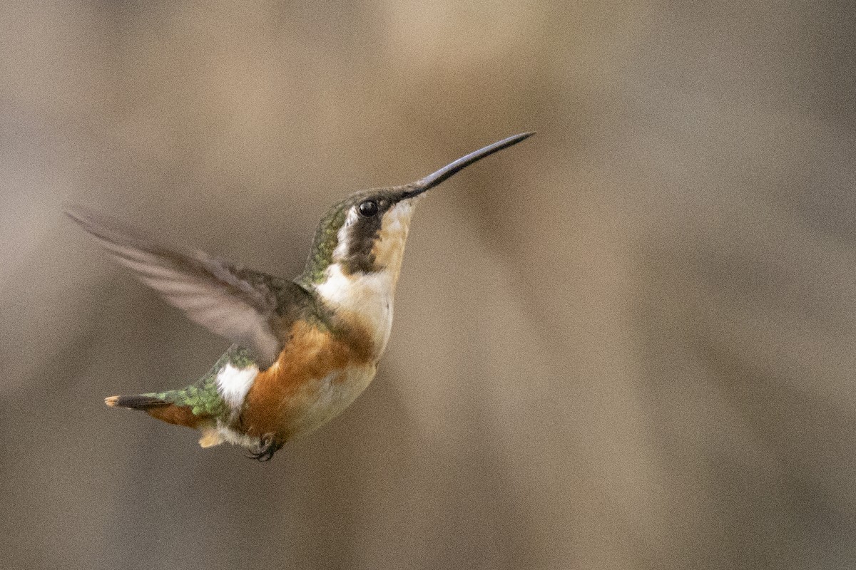 Colibrí de Mulsant - ML622100953