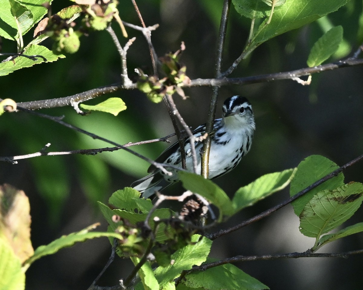 Black-and-white Warbler - Joe Wujcik