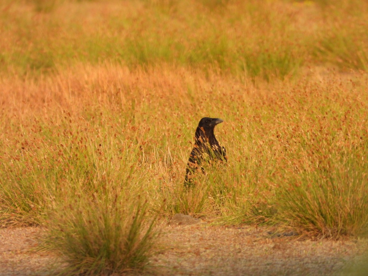 Common Raven - Mason Jeffries