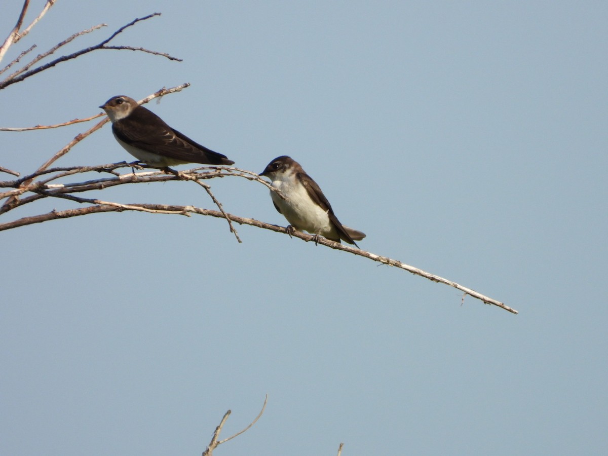 Golondrina Verdemar - ML622100968