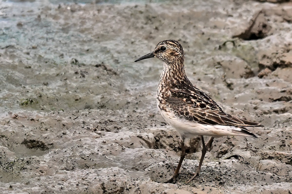 pygmésnipe - ML622100988