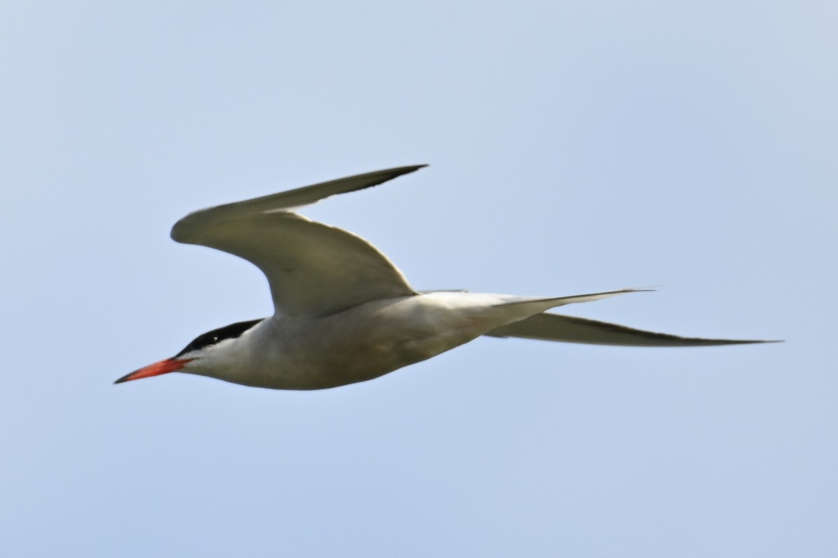 Common Tern - ML622101007