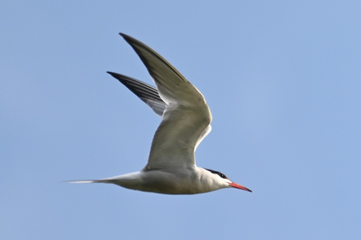 Common Tern - ML622101008