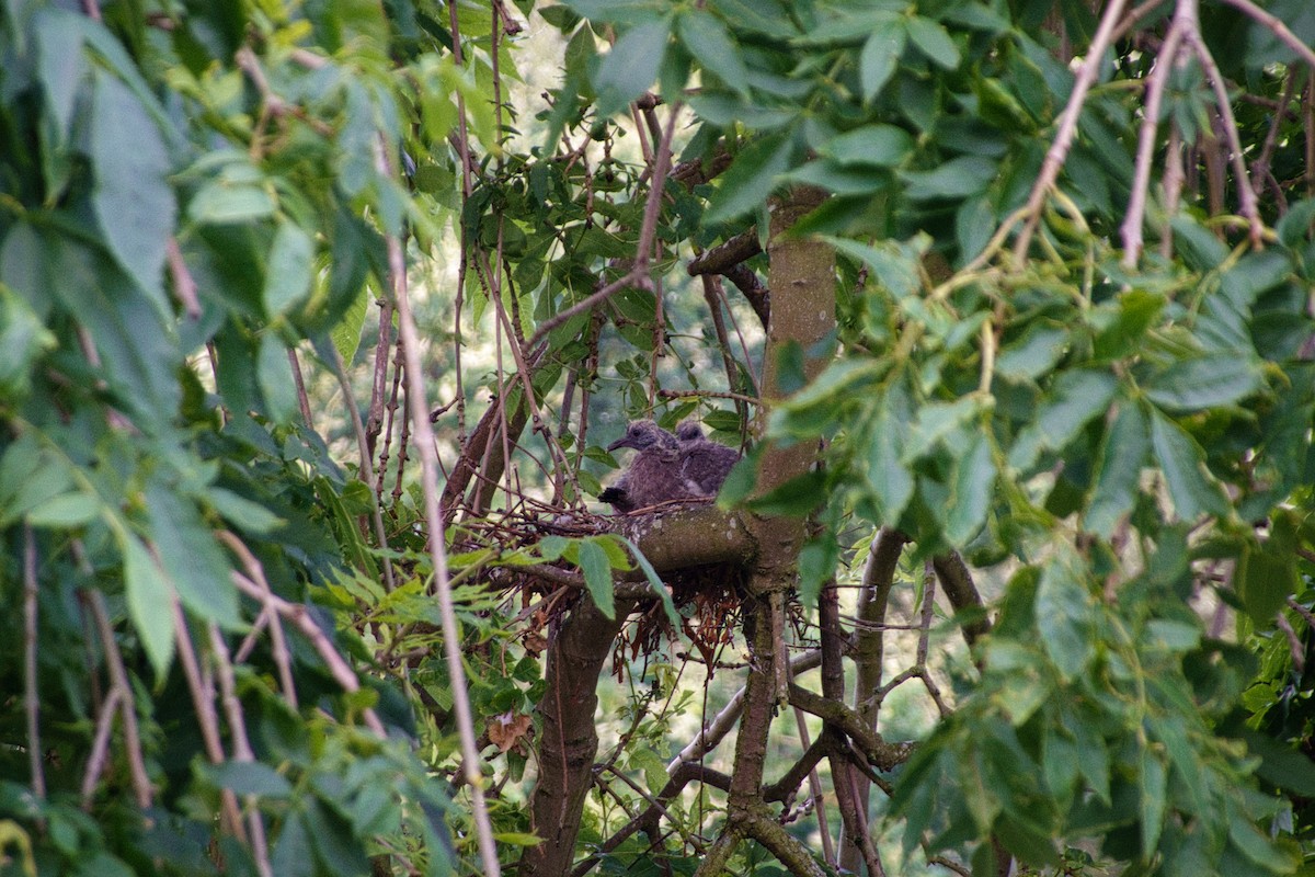 Common Wood-Pigeon - ML622101013