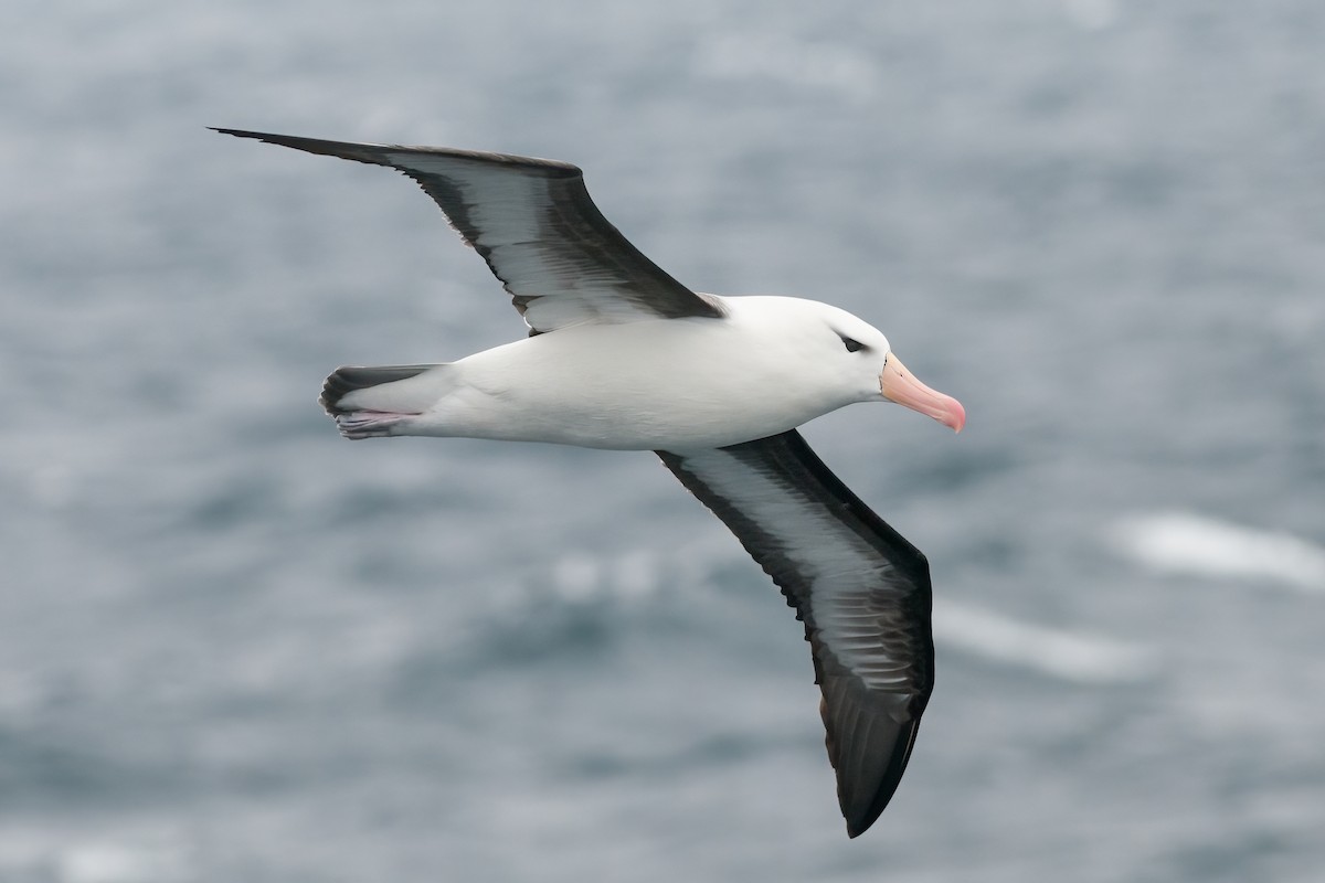 Black-browed Albatross - ML622101025