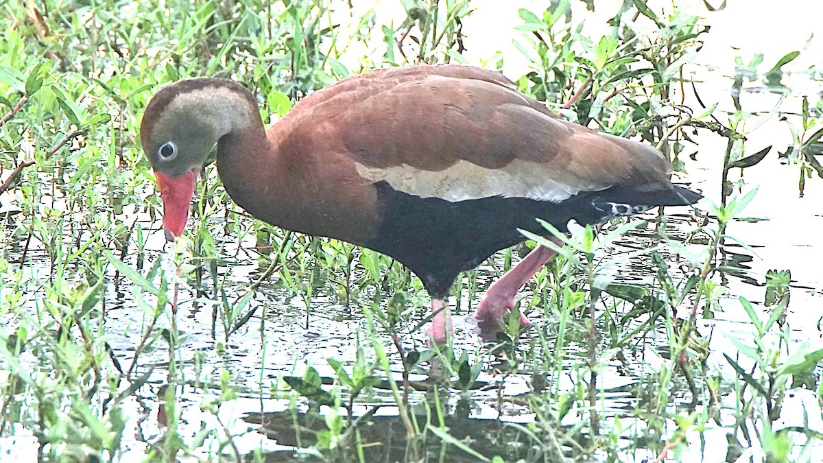 Black-bellied Whistling-Duck - ML622101026