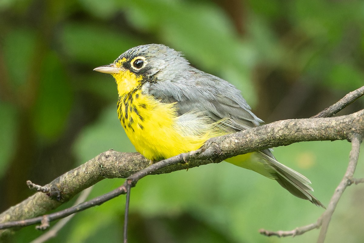 Canada Warbler - ML622101027