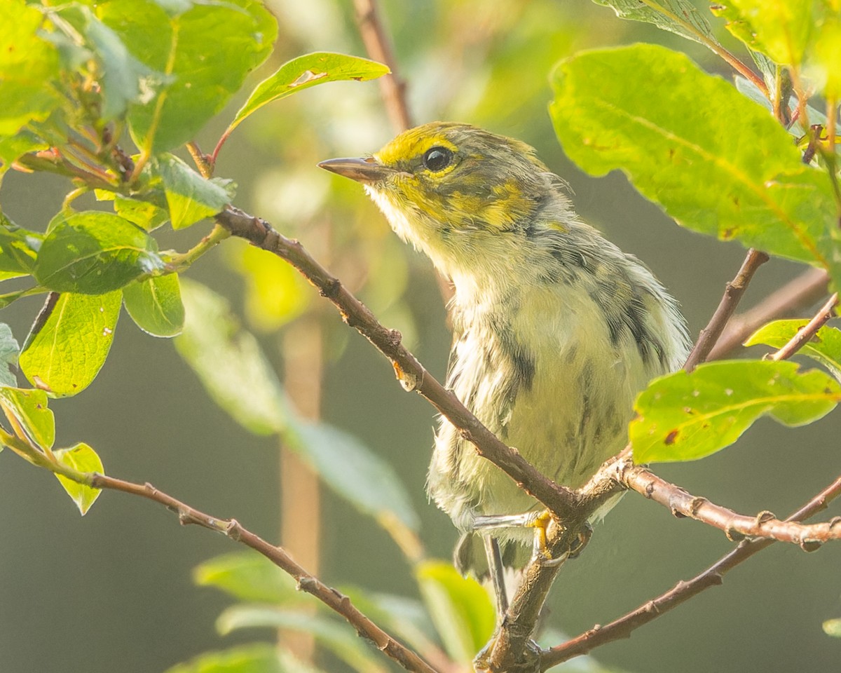 Black-throated Green Warbler - ML622101028