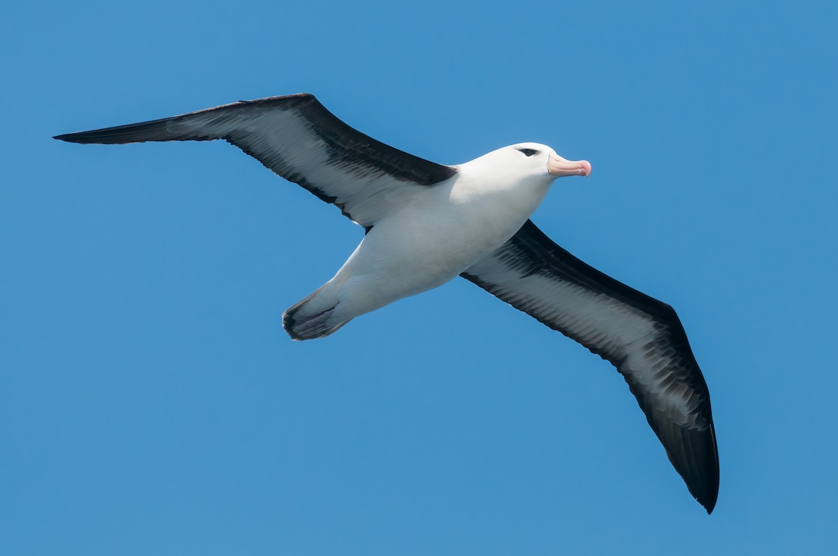 Black-browed Albatross - ML622101029