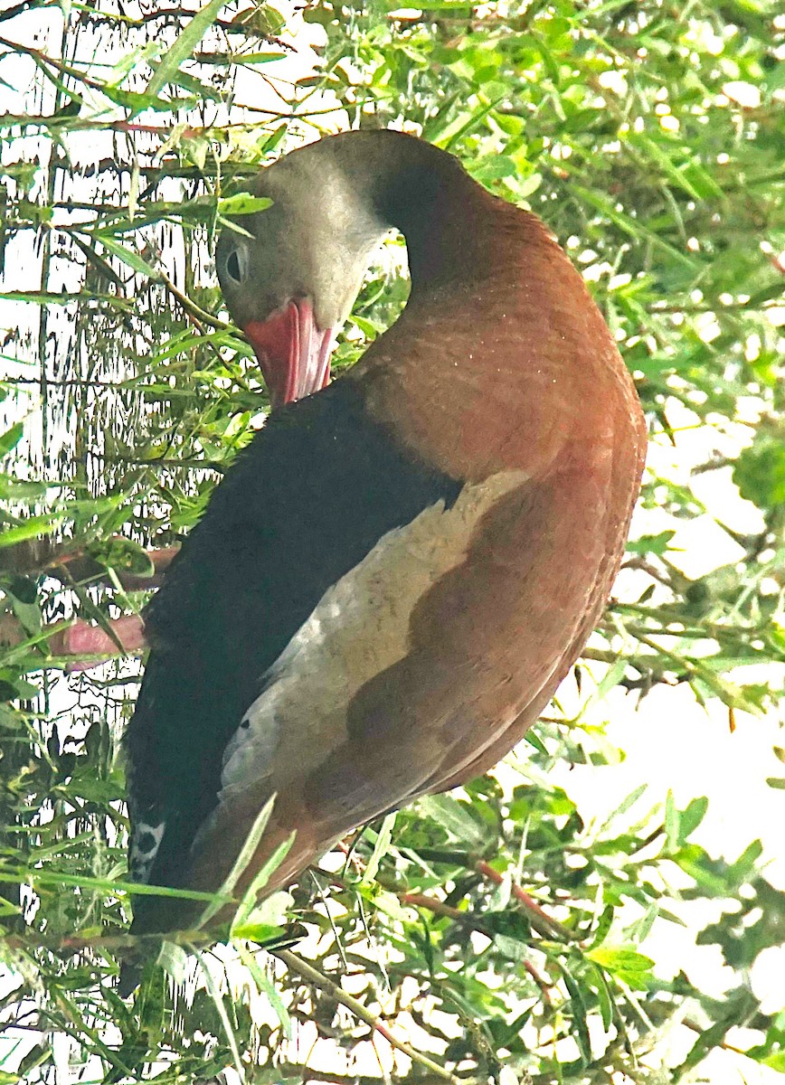 Black-bellied Whistling-Duck - ML622101030