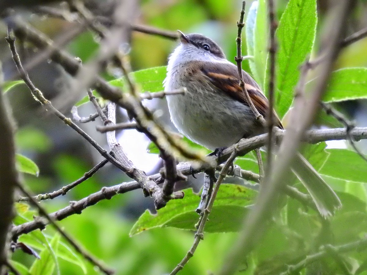 White-throated Tyrannulet - ML622101055