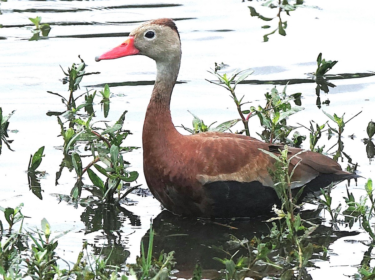 Black-bellied Whistling-Duck - ML622101056