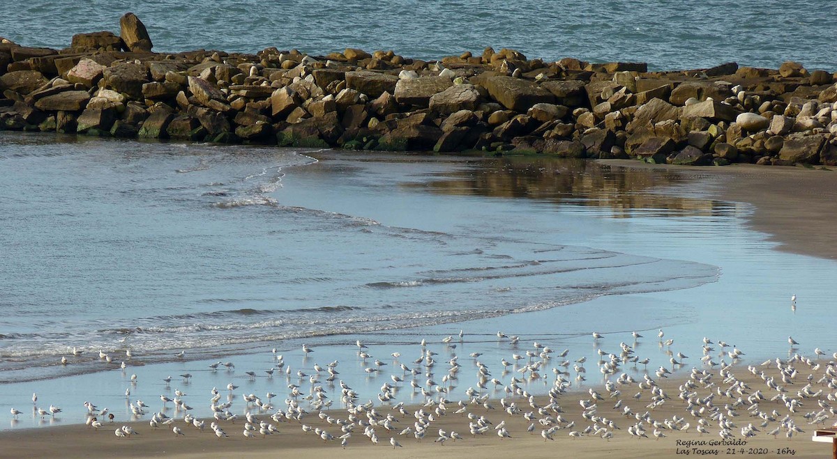 gull sp. - regina gerbaldo