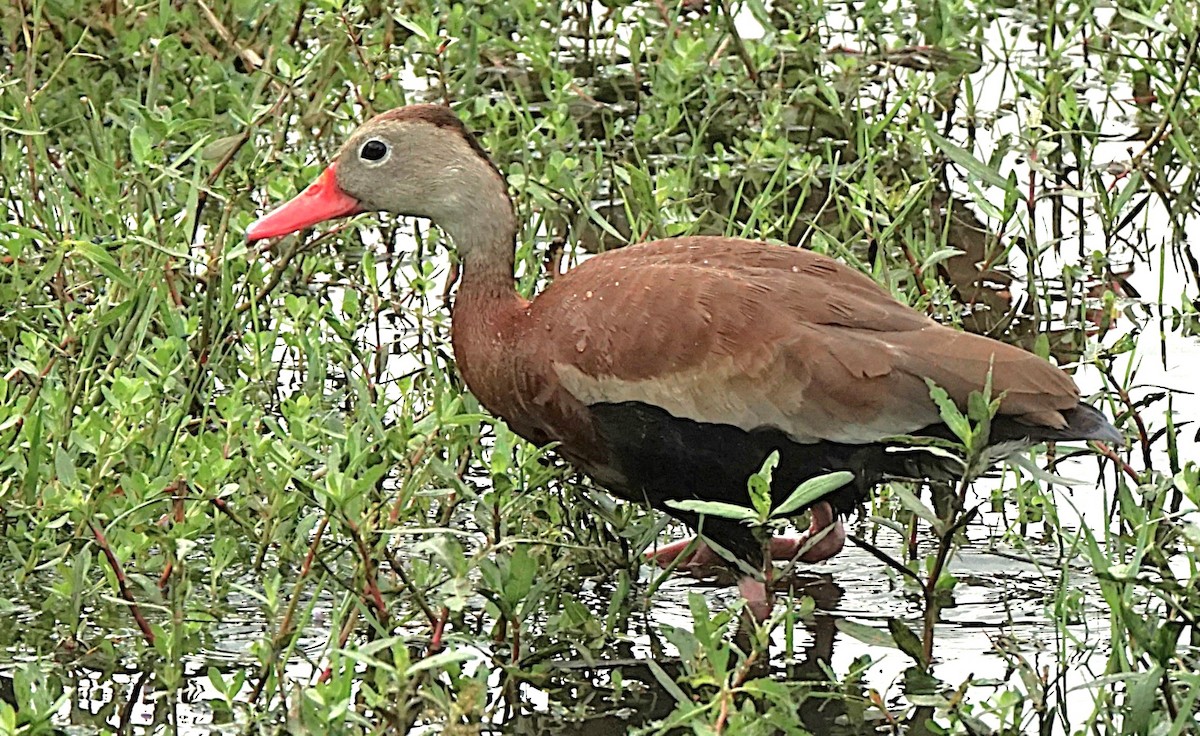 Black-bellied Whistling-Duck - ML622101063